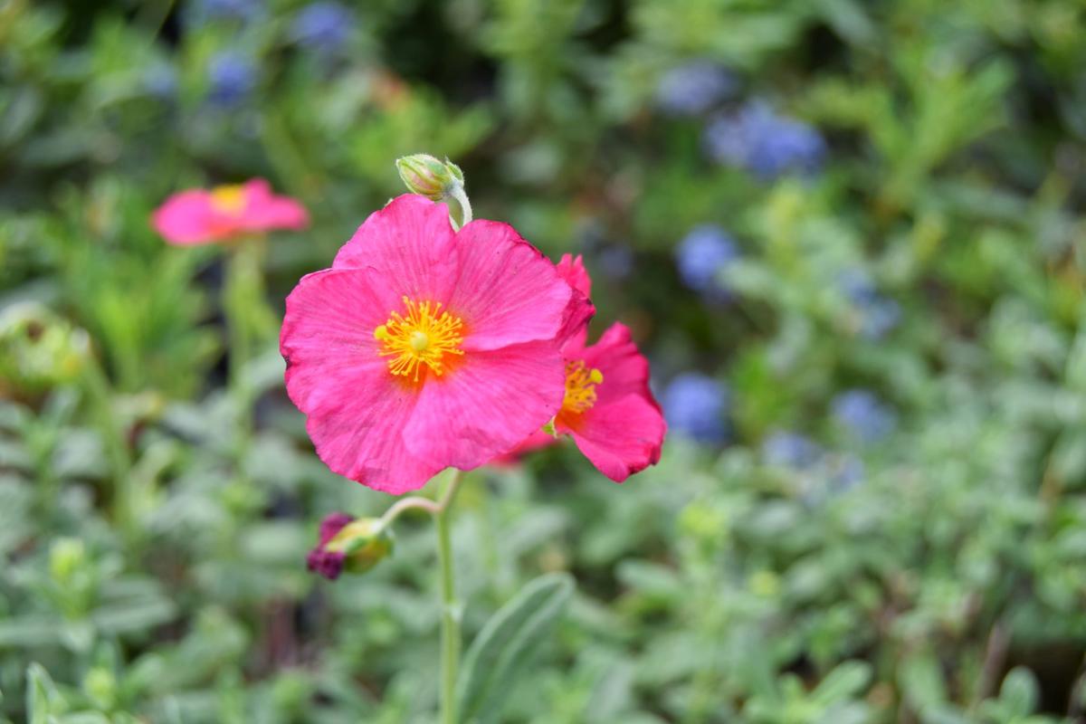 Helianthemum 'Ben Hope' ---