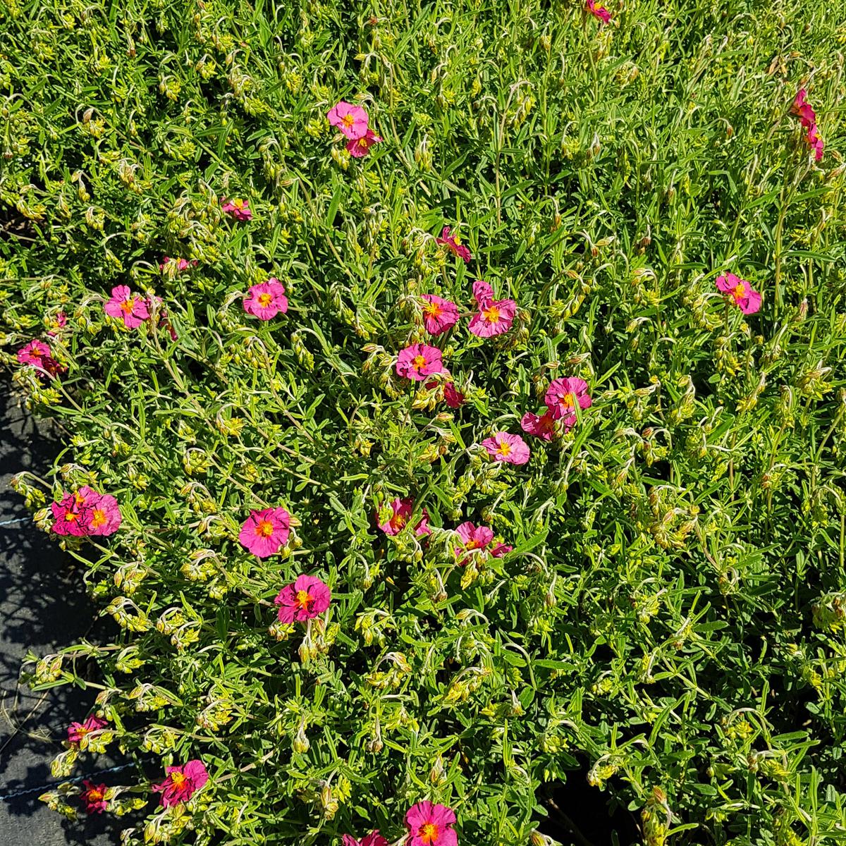 Helianthemum 'Ben Hope' ---