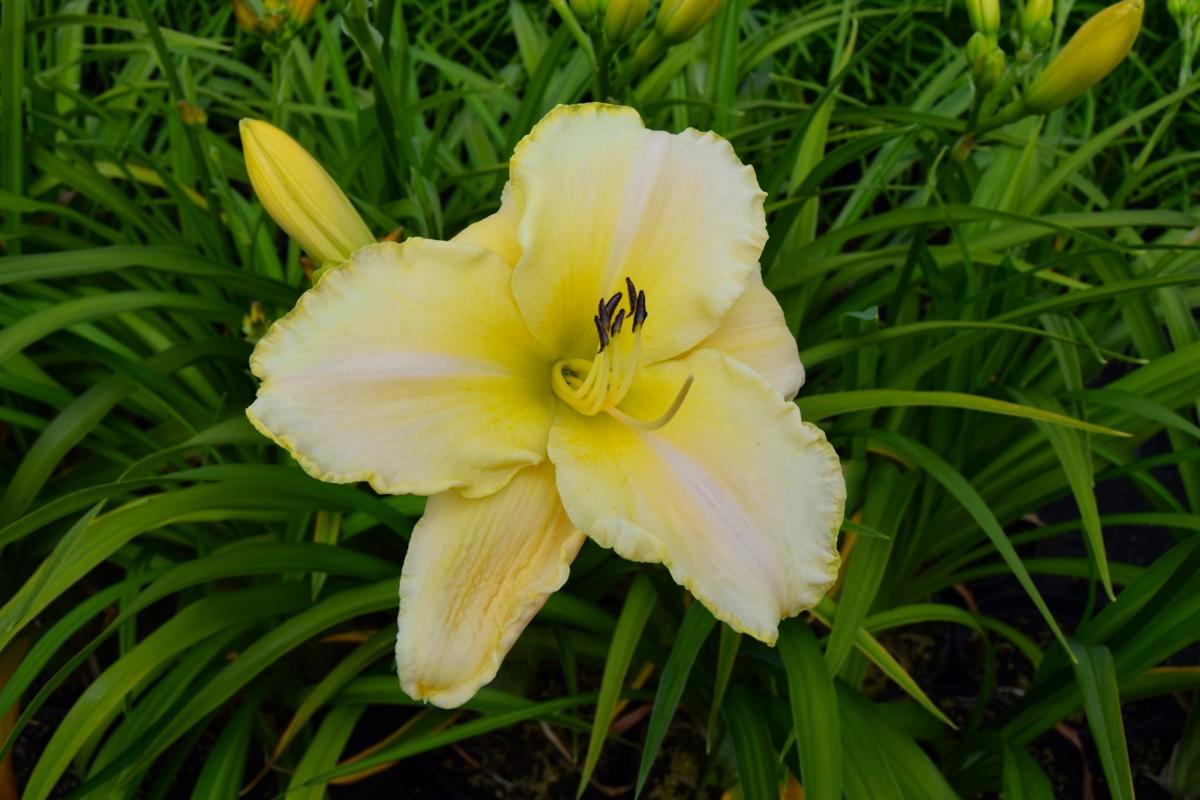 Hemerocallis 'Gentle Shepherd' ---