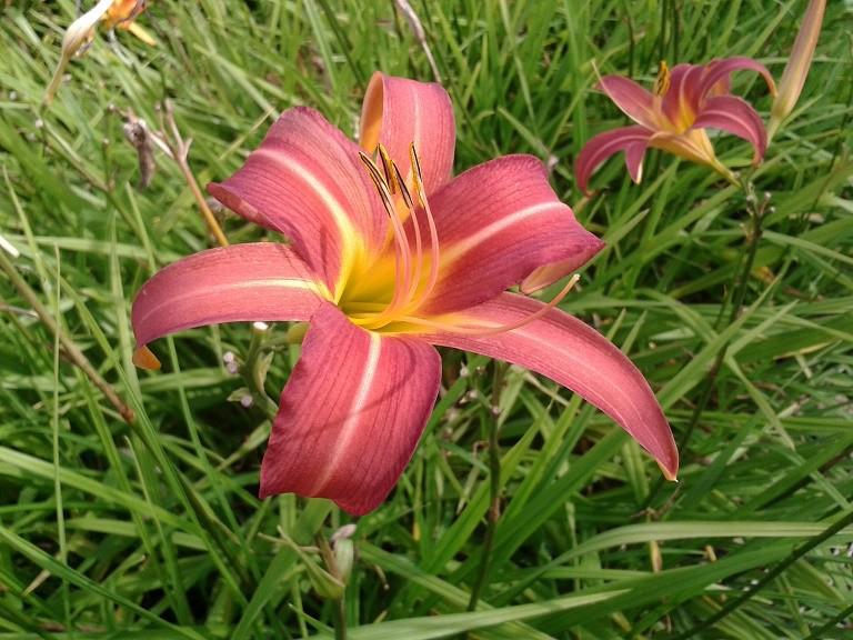 Hemerocallis 'Pink Damask' ---