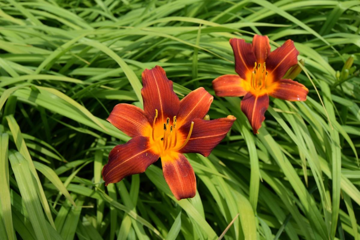 Hemerocallis 'Sammy Russell' ---