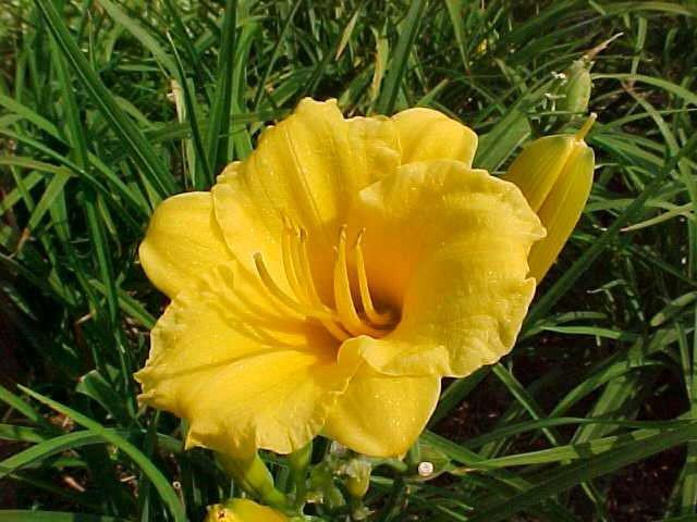 Hemerocallis 'Stella de Oro' ---