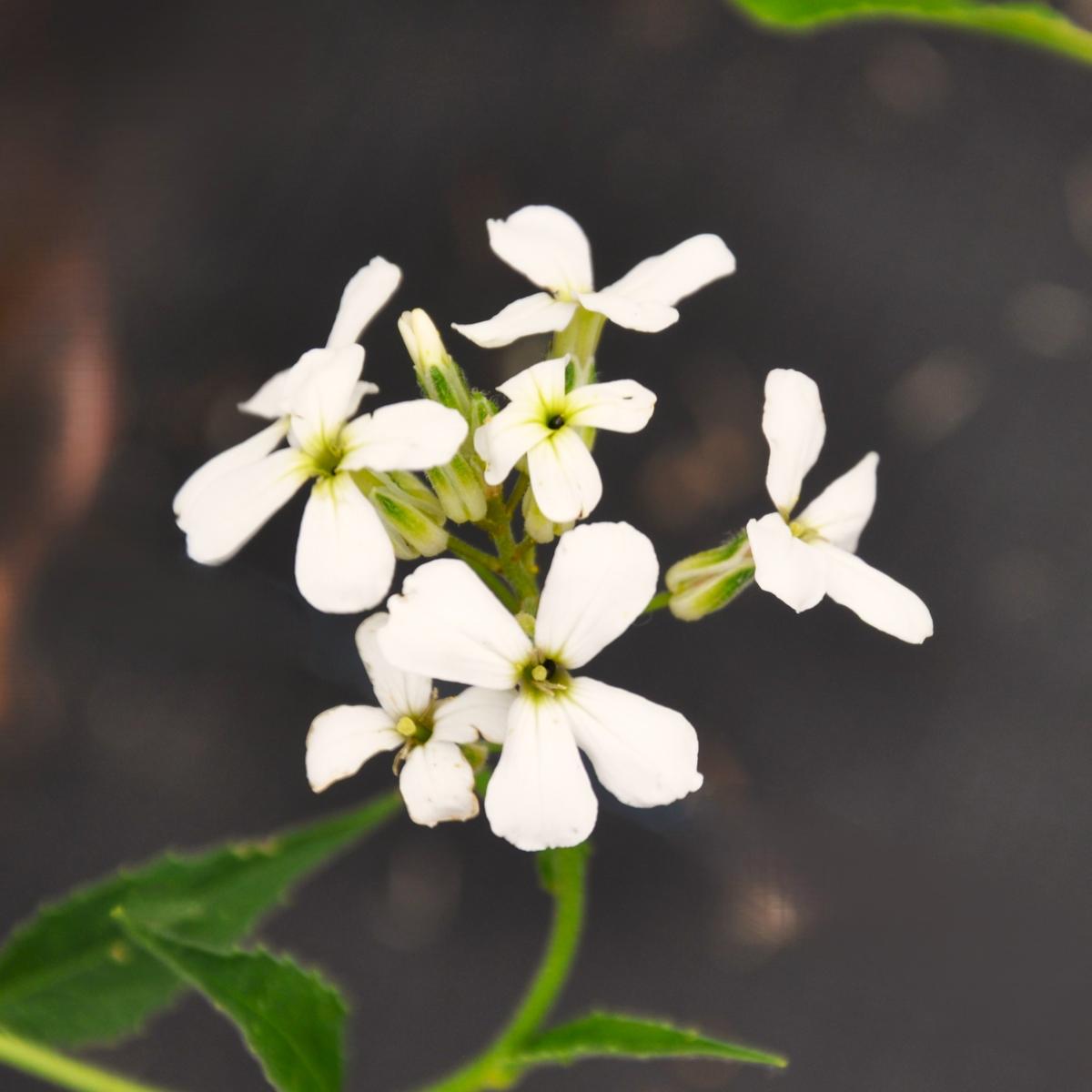 Hesperis matronalis var. alba 'Alba Plena' <span class="hidden specialOffer"></span>