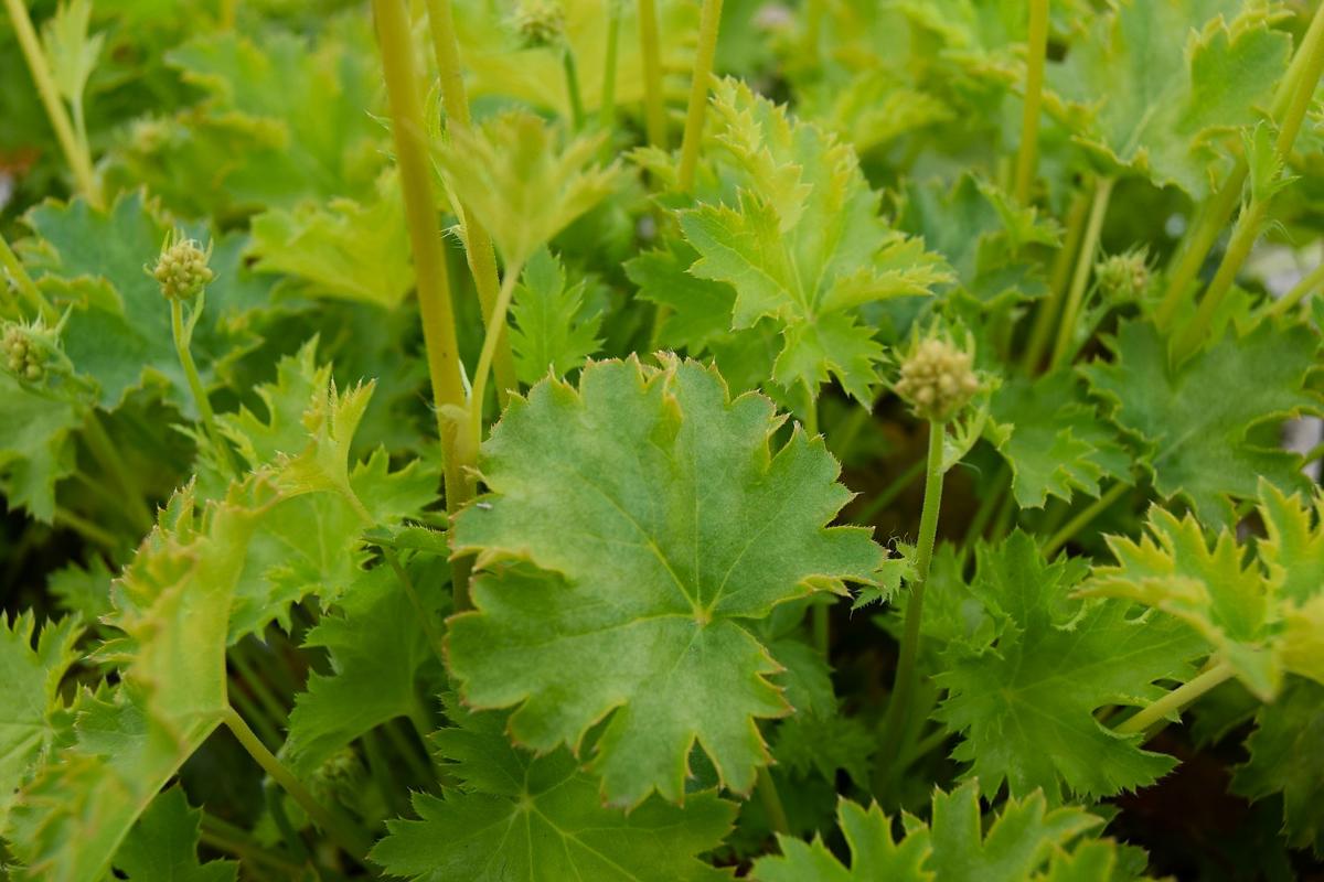 Heuchera 'Apple Crisp' ® ---