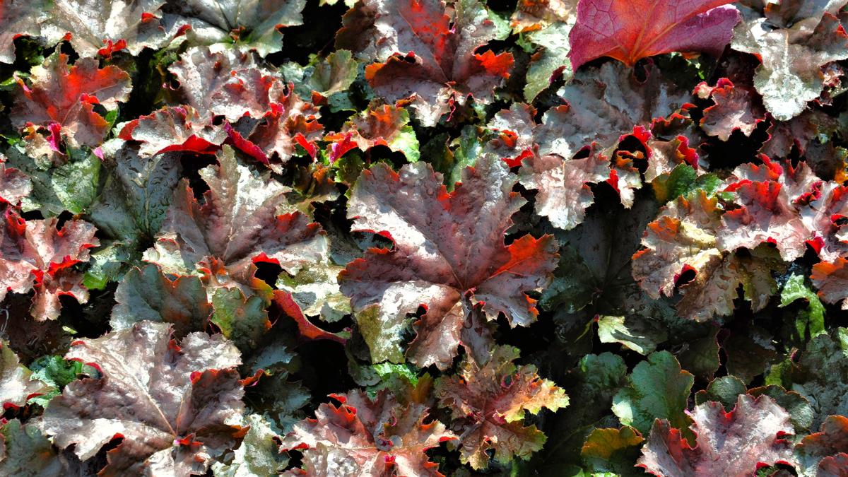 Heuchera 'Chocolate Ruffles' ® ---