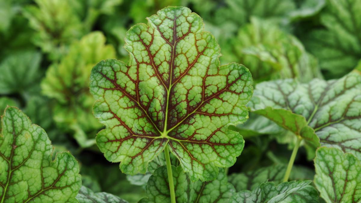 Heuchera 'Green Spice' ---