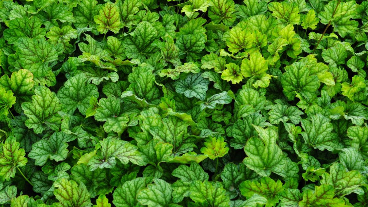 Heuchera 'Green Spice' ---