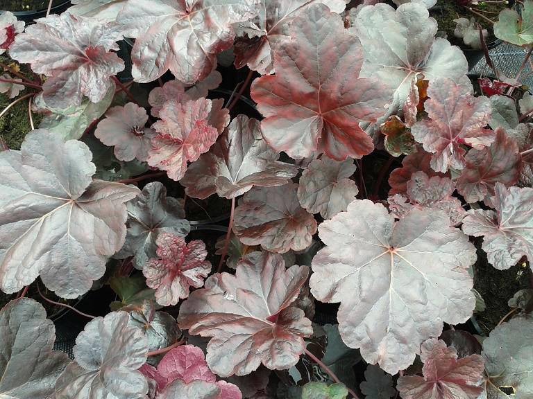 Heuchera 'Obsidian' ® ---