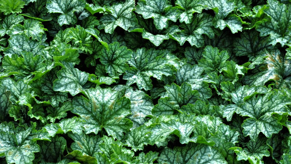 Heuchera 'Paris' ® ---