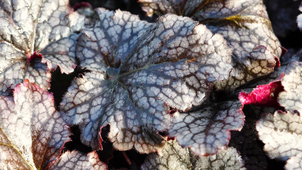 Heuchera 'Plum Pudding' ---