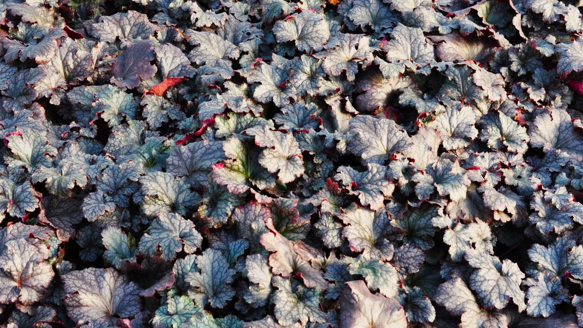 Heuchera 'Plum Pudding' ---