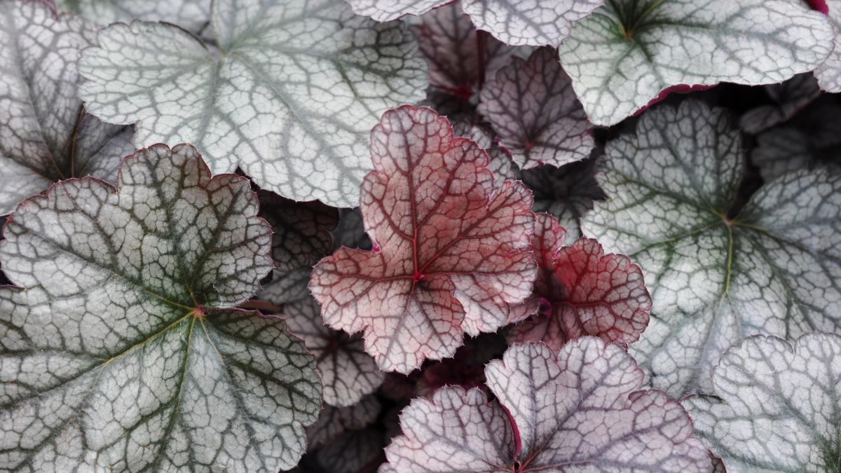 Heuchera 'Silver Scrolls' ® ---