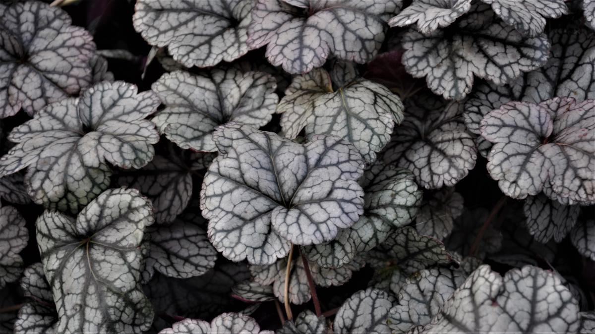 Heuchera 'Silver Scrolls' ® ---