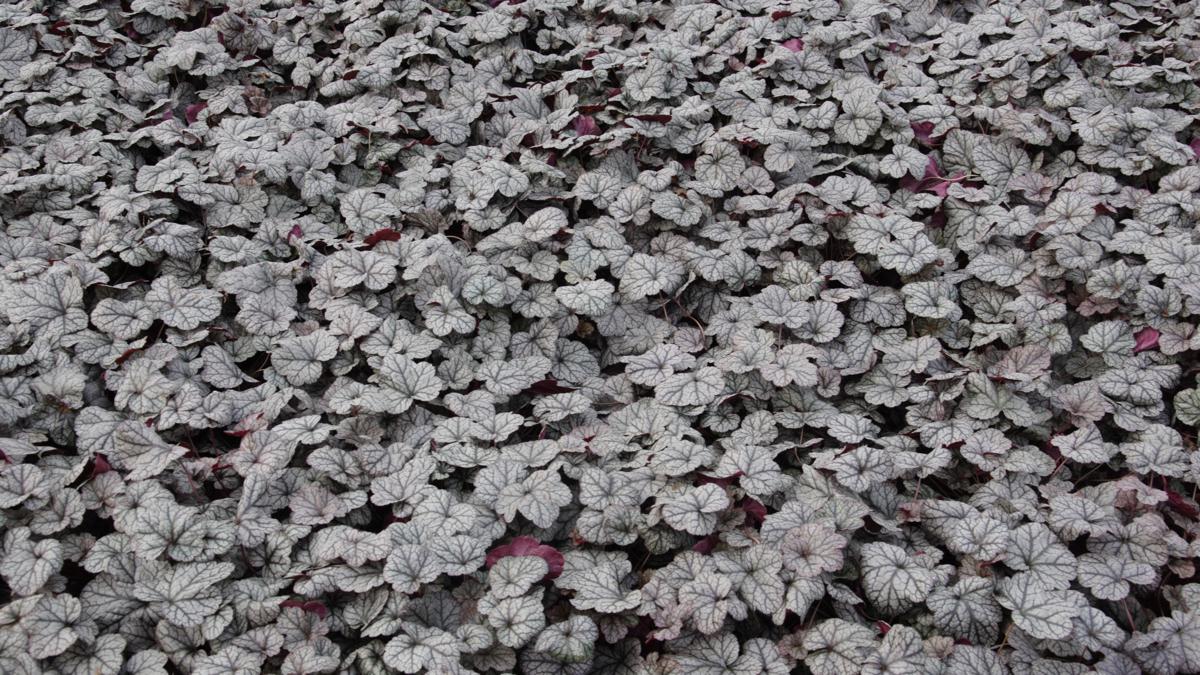 Heuchera 'Silver Scrolls' ® ---