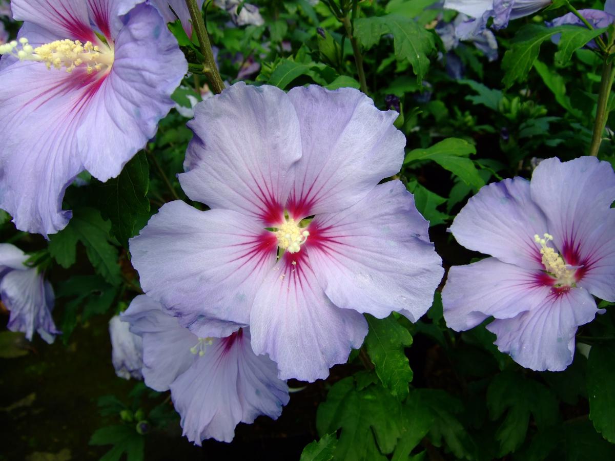 Hibiscus syriacus 'Oiseau Bleu' (Blue Bird) 100-125 cm