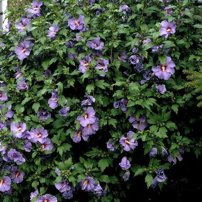 Hibiscus syriacus 'Oiseau Bleu' (Blue Bird) 100-125 cm
