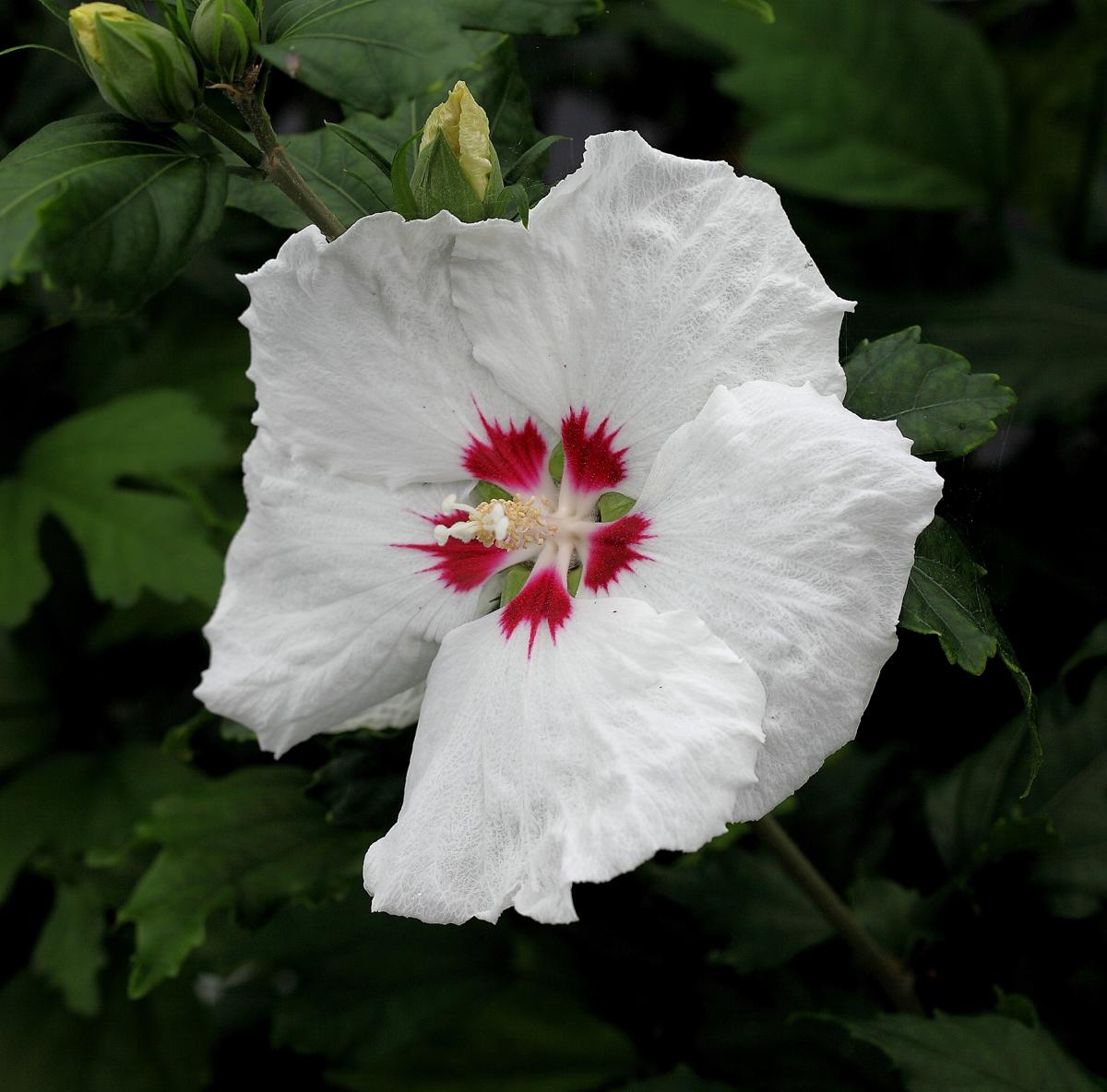 Hibiscus syriacus 'Red Heart' 100-125 cm