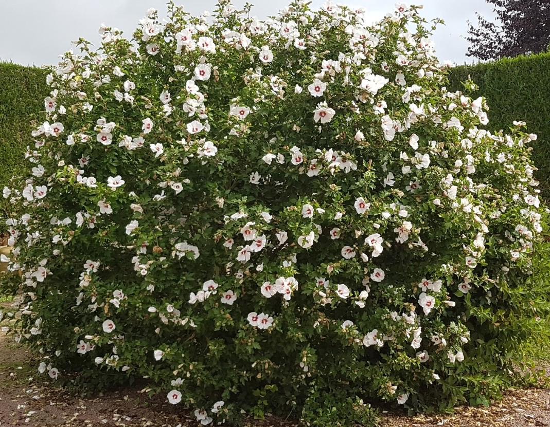 Hibiscus syriacus 'Red Heart' 100-125 cm