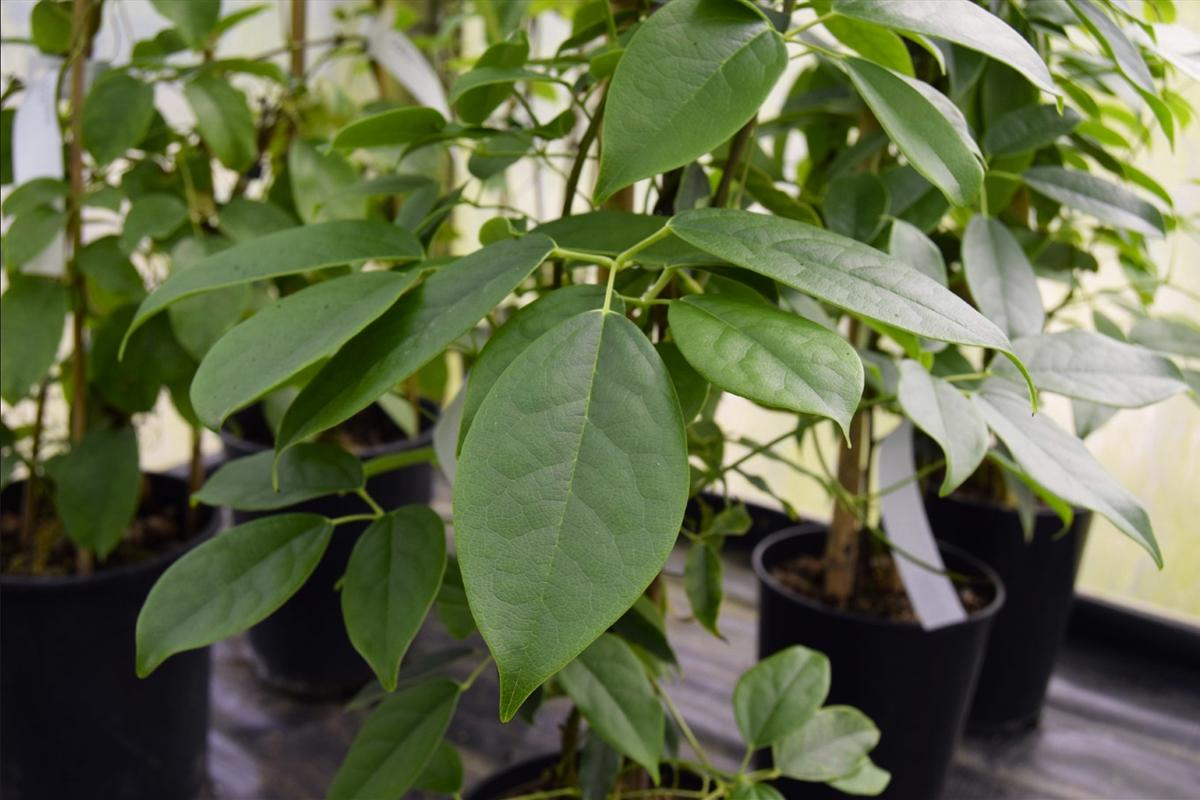 Holboellia latifolia 175-200 cm