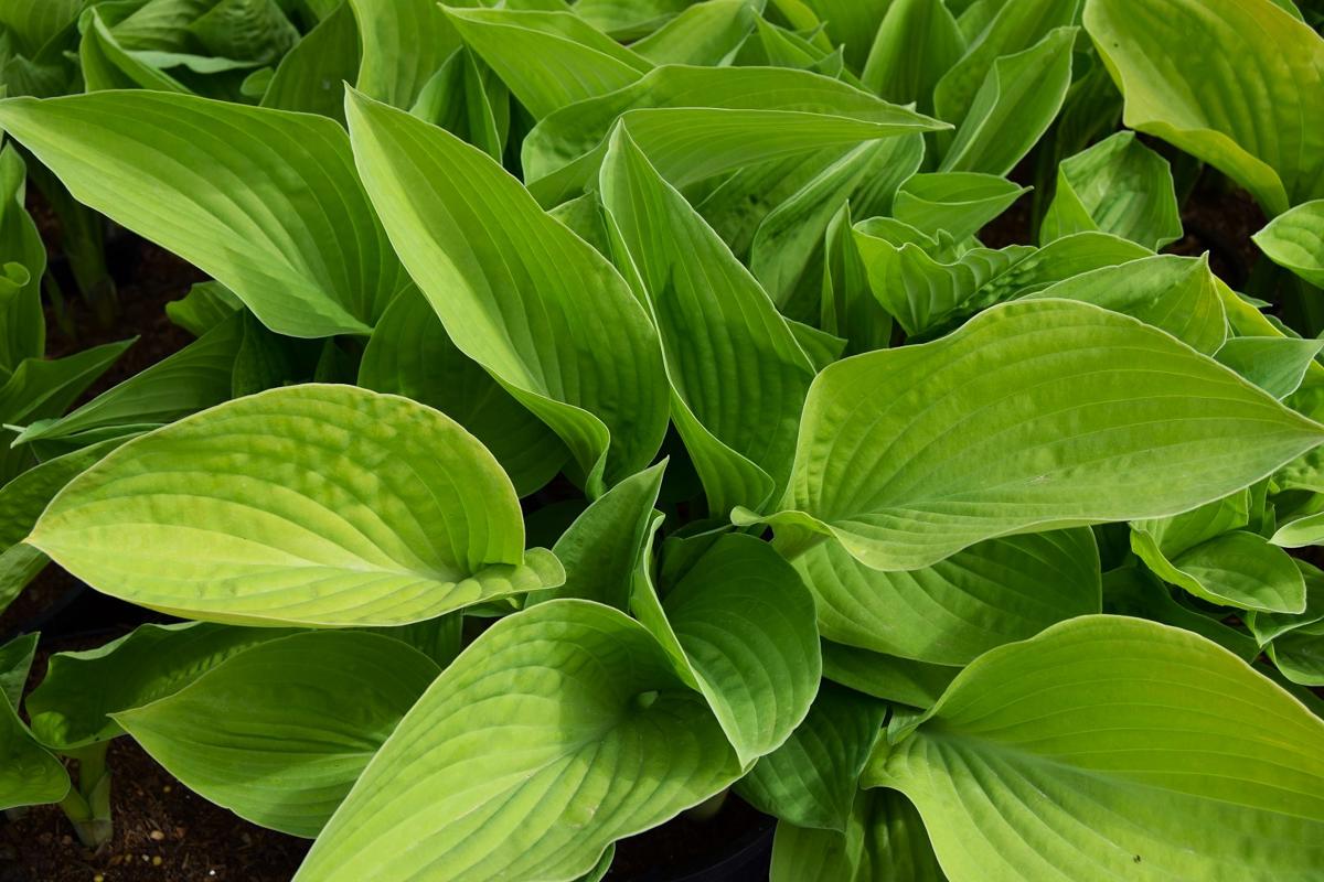 Hosta 'August Moon' ---