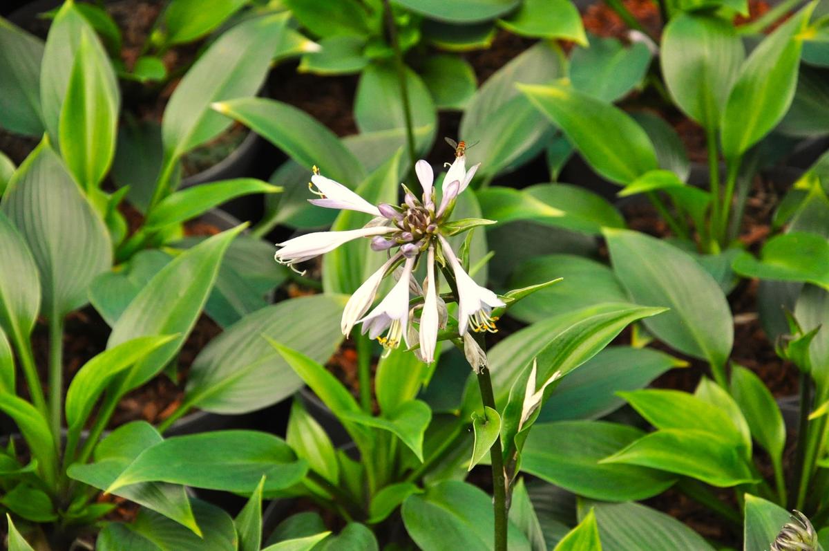 Hosta 'Devon Green' ---