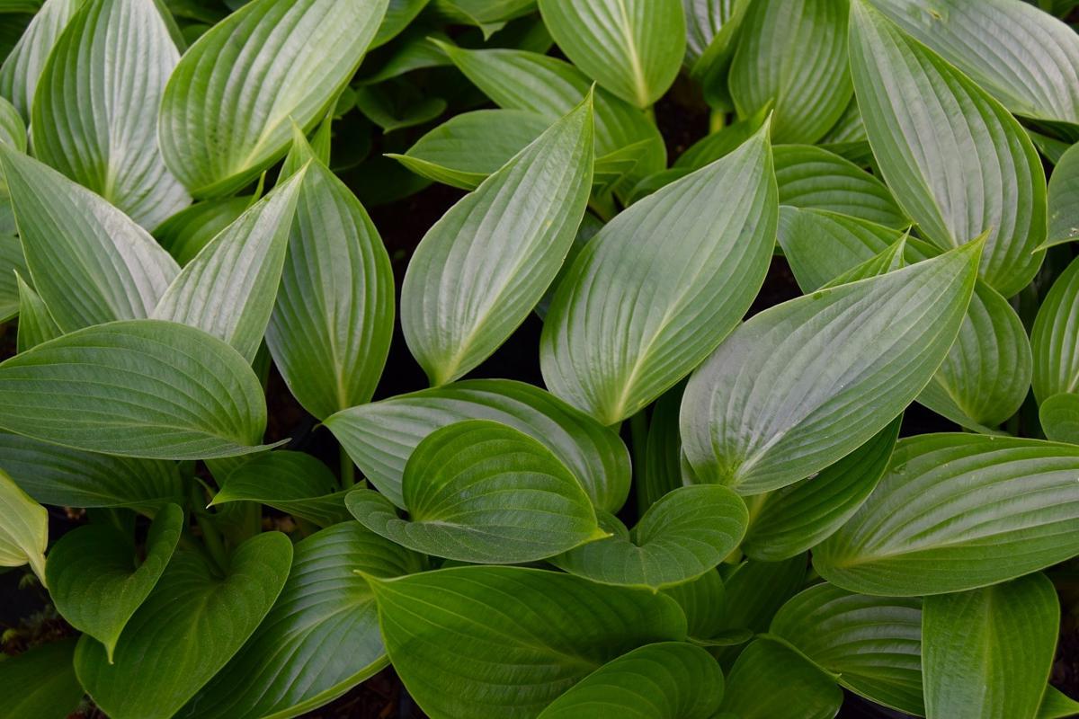 Hosta 'Devon Green' ---