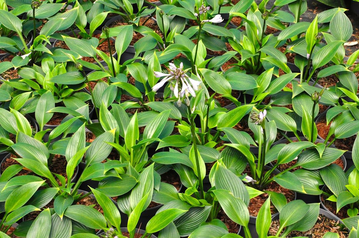Hosta 'Devon Green' ---