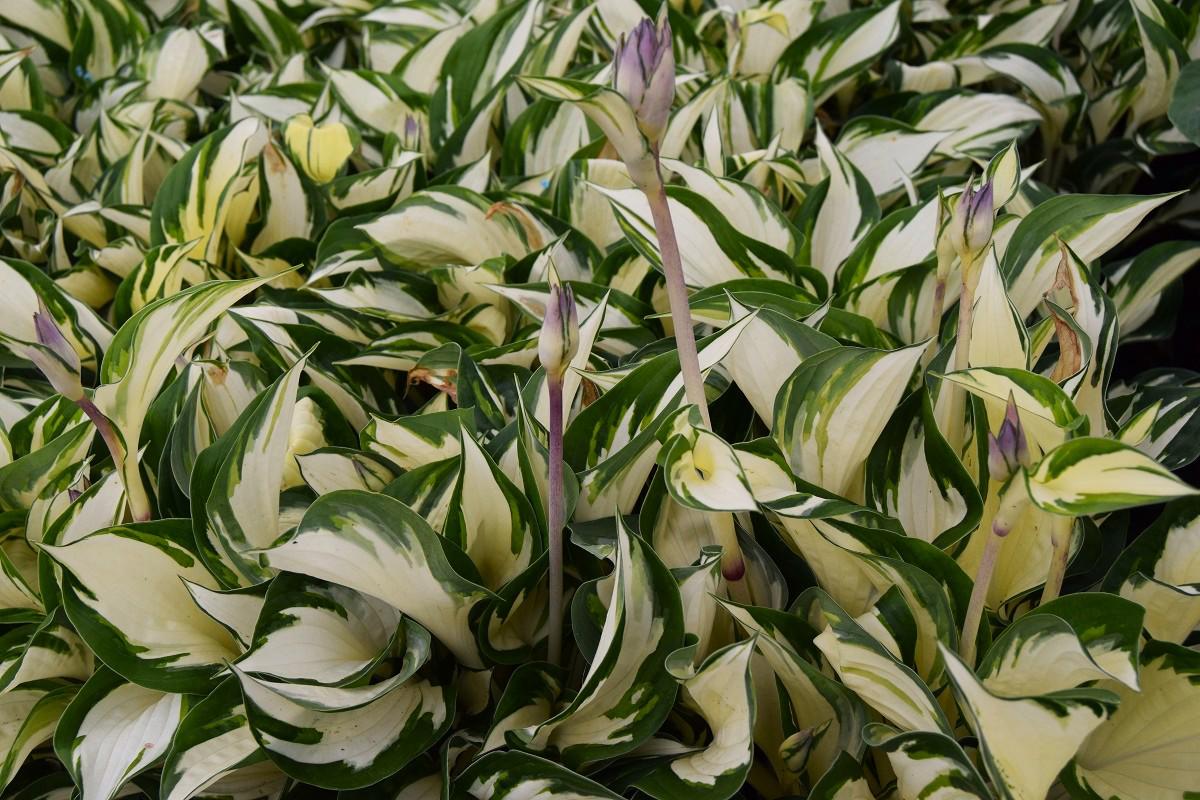 Hosta 'Fire and Ice' ---