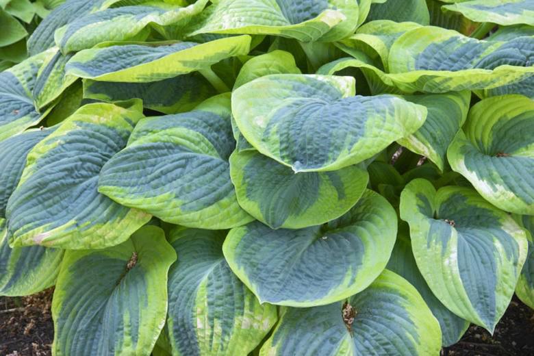 Hosta 'Frances Williams' ---