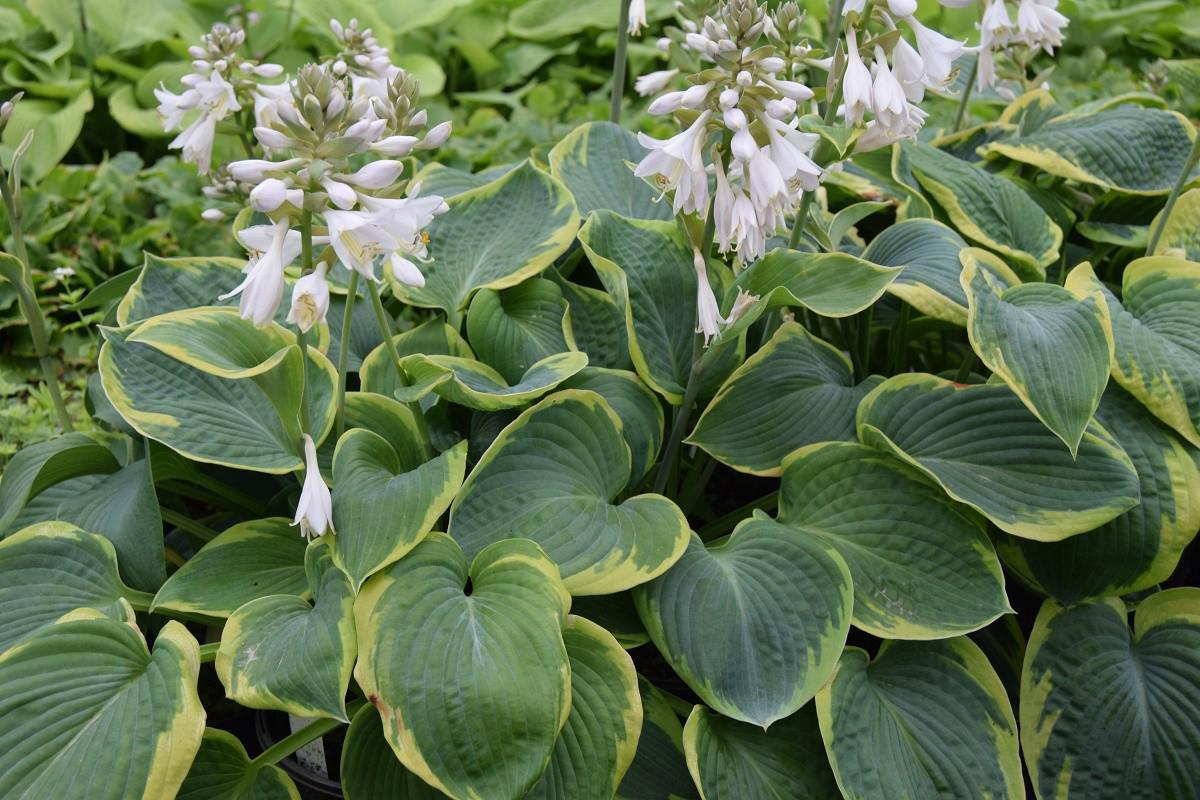 Hosta 'Frances Williams' ---