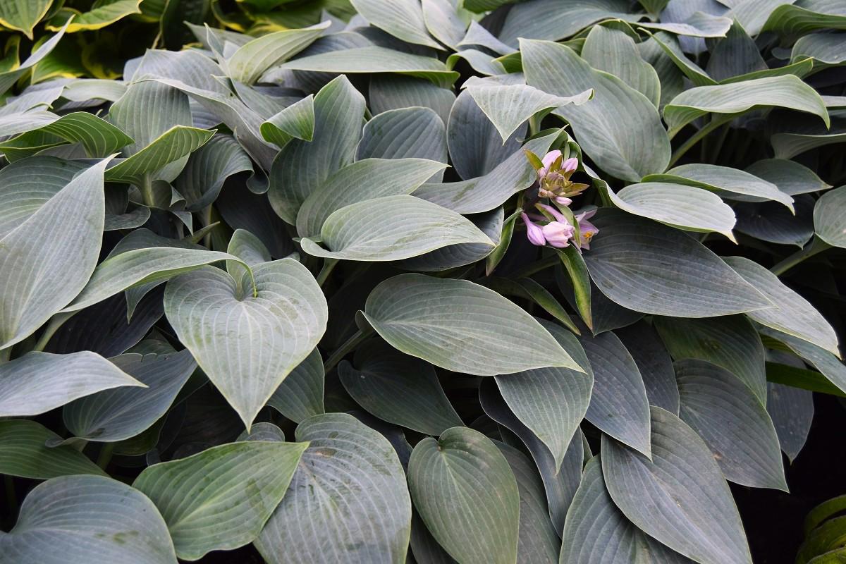 Hosta 'Halcyon' ---