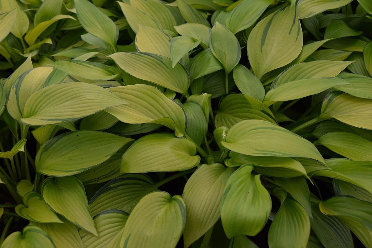 Hosta 'June Fever' ® ---