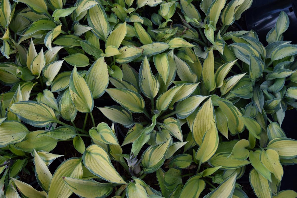 Hosta 'June' <span class="hidden specialOffer"></span>