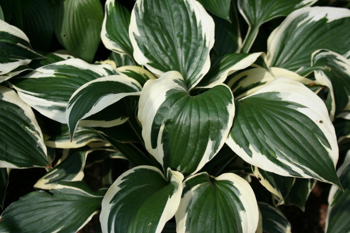 Hosta 'Patriot' ---