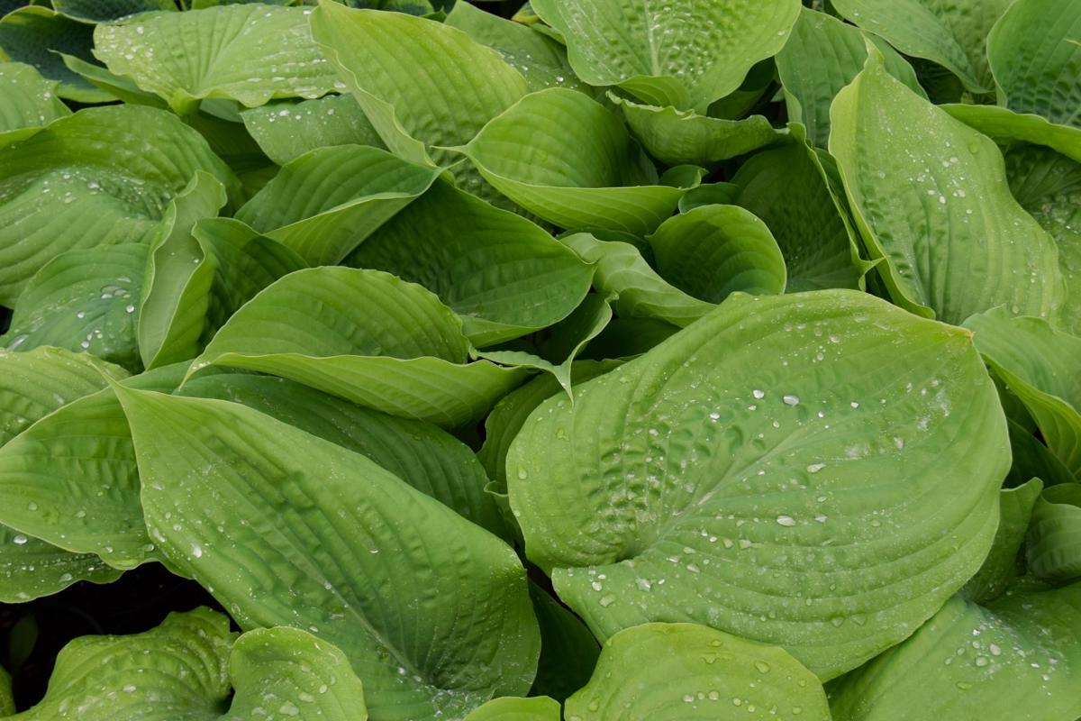 Hosta 'Sum and Substance' ---