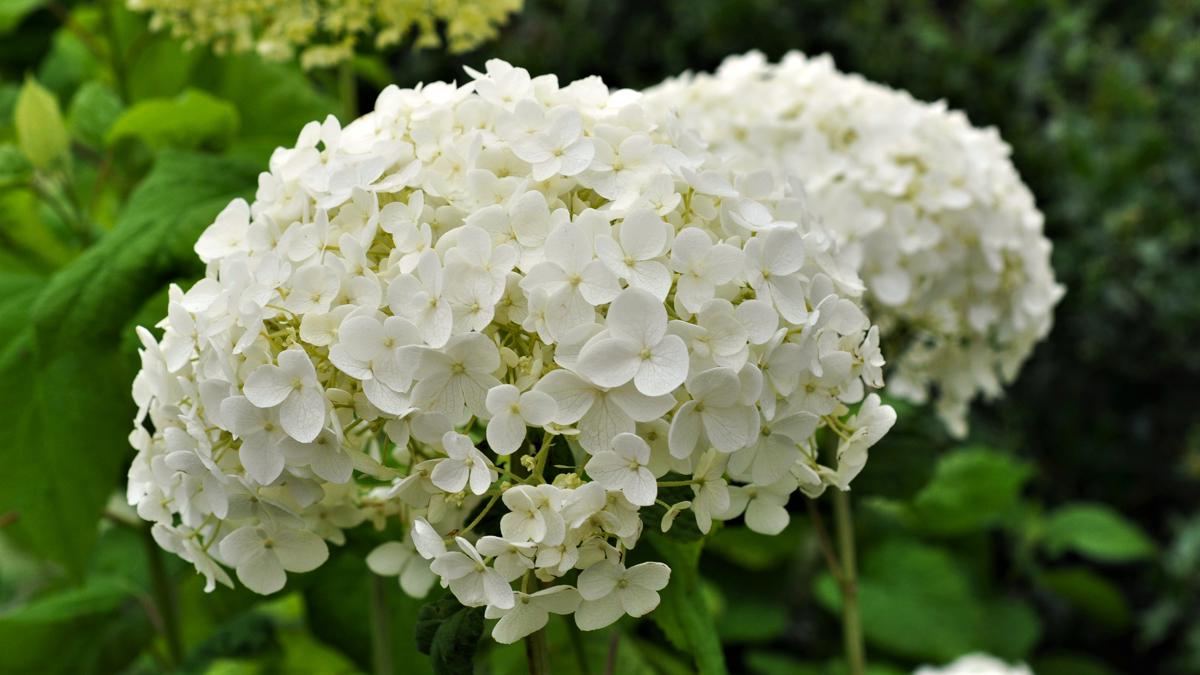 Hydrangea arborescens 'Annabelle' 30-40 cm