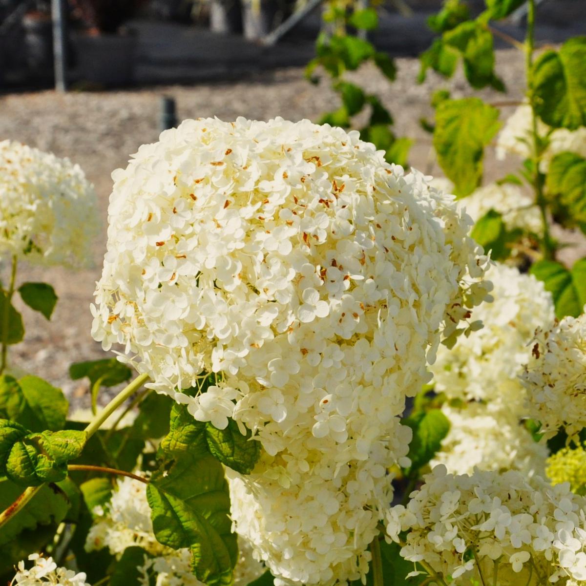 Hydrangea arborescens 'Annabelle' 30-40 cm