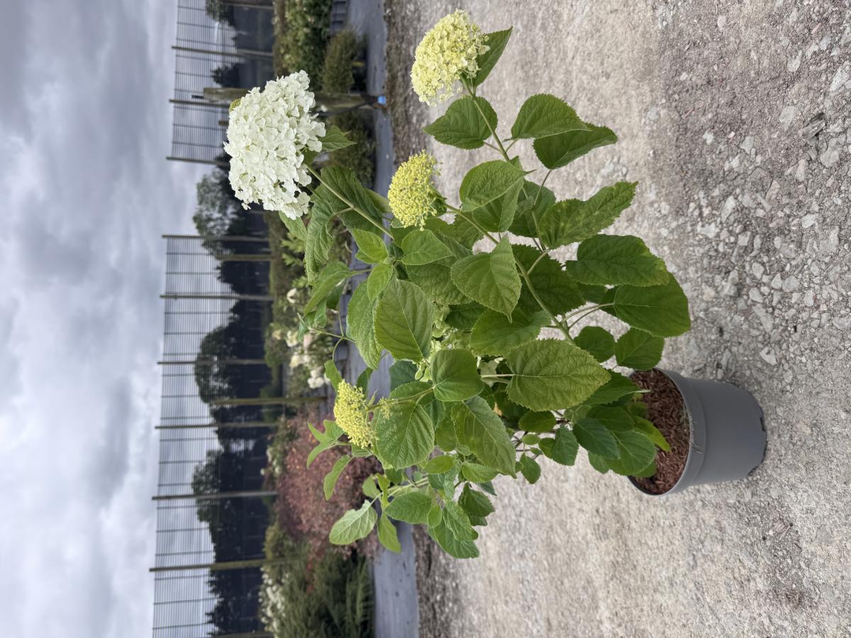 Hydrangea arborescens 'Incrediball' ®
