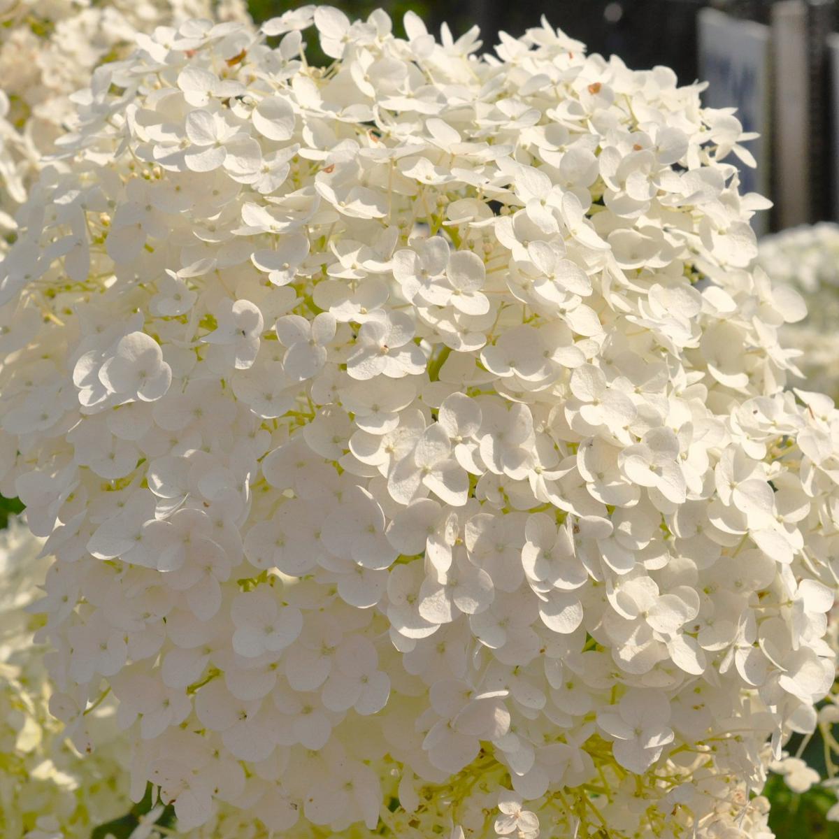 Hydrangea arborescens STRONG ANNABELLE 80-100 cm