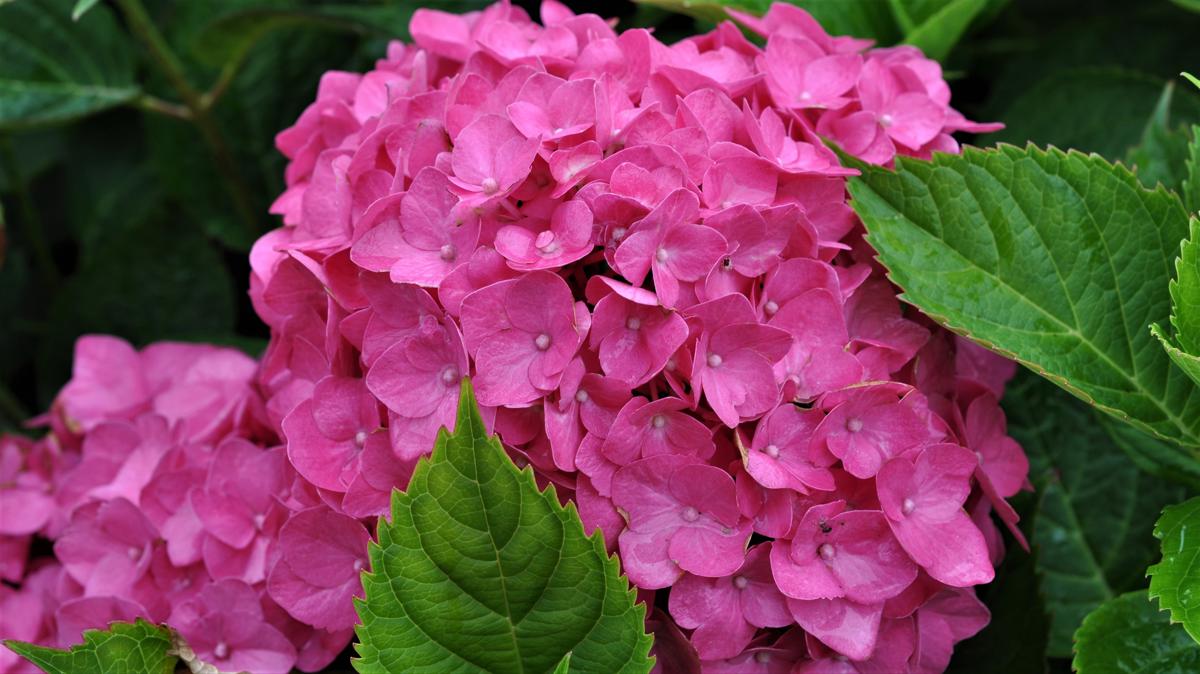 Hydrangea macrophylla 'Ami Pasquier' 20-30 cm