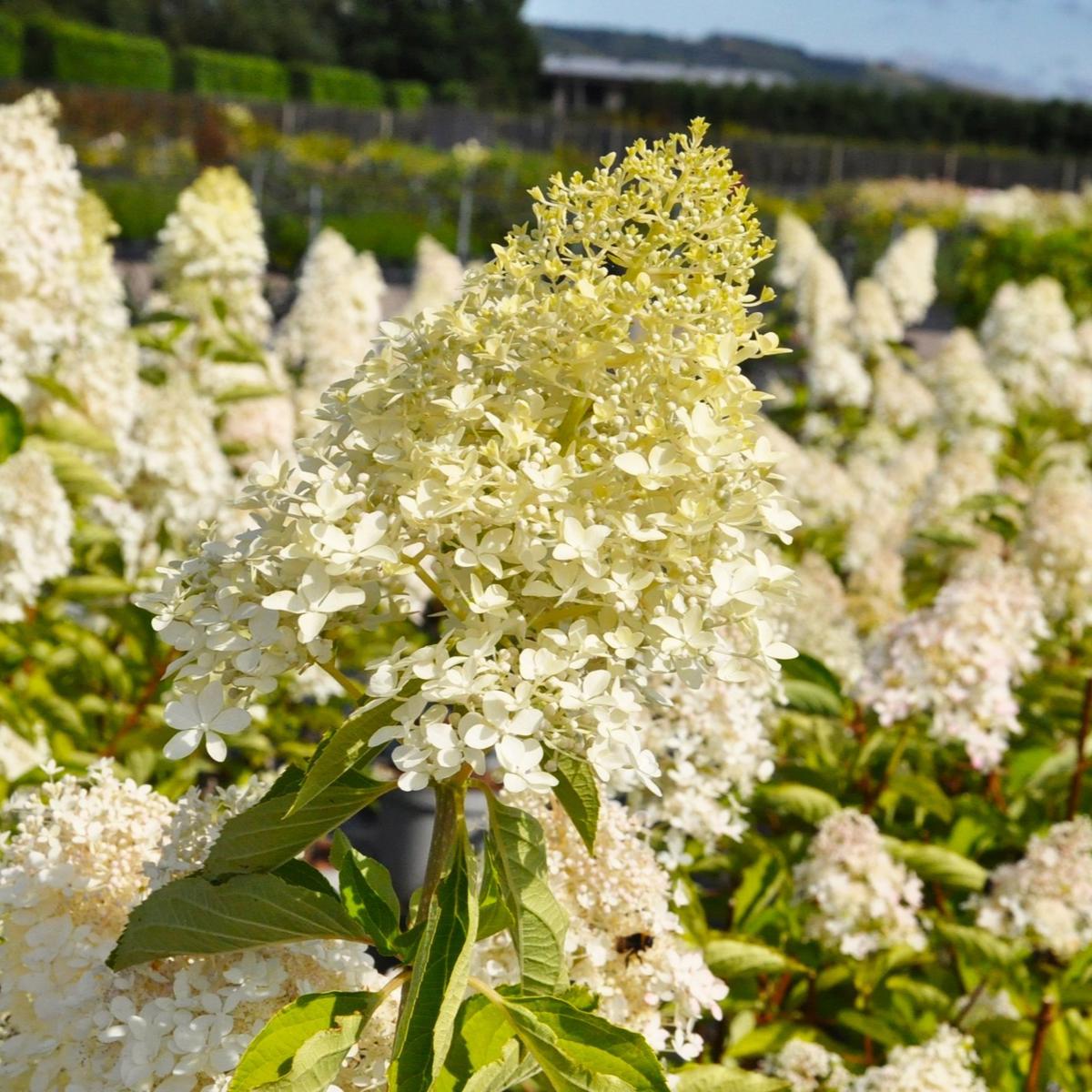 Hydrangea paniculata 'Grandiflora' 30-40 cm