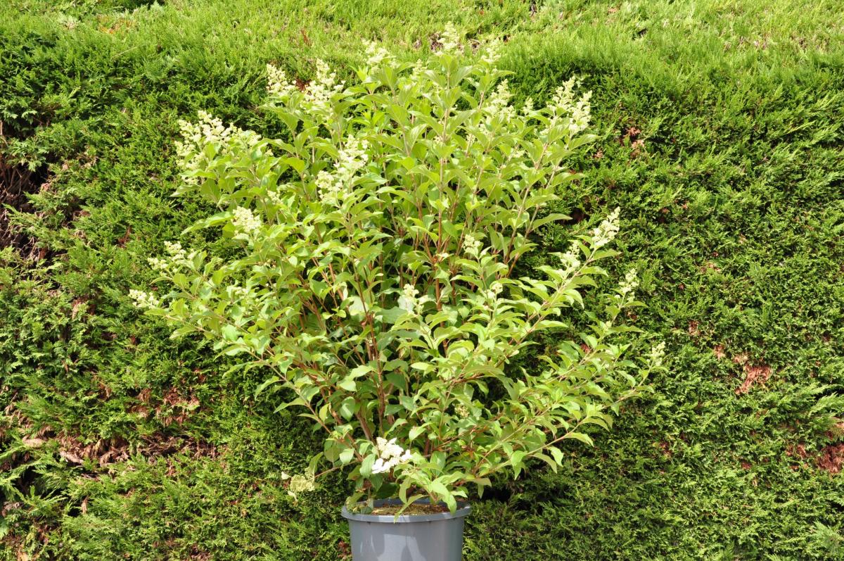 Hydrangea paniculata 'Kyushu'
