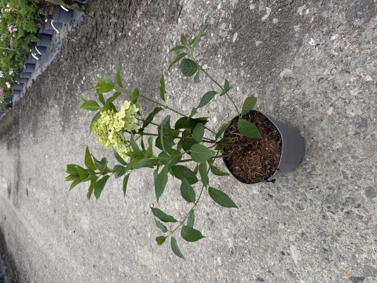 Hydrangea paniculata 'Limelight'