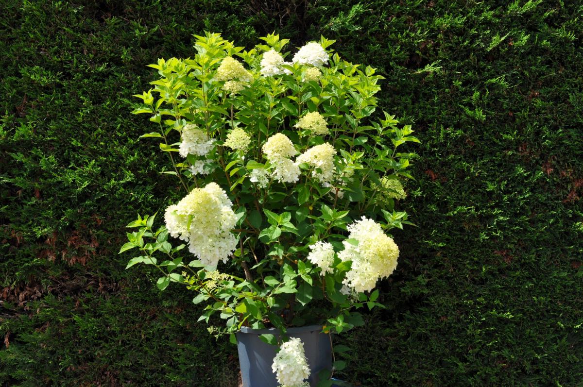 Hydrangea paniculata 'Limelight' 40-60 cm