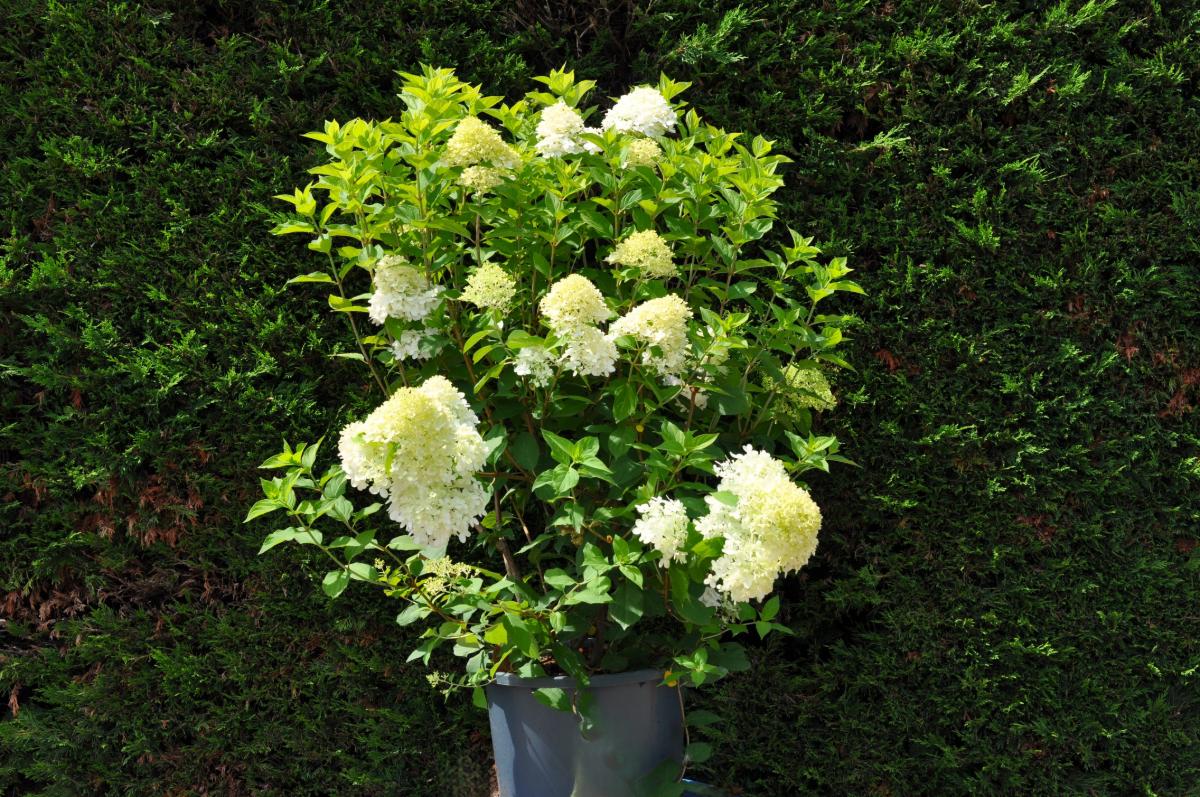 Hydrangea paniculata 'Limelight'