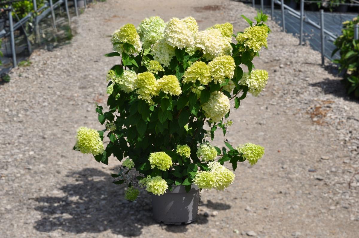 Hydrangea paniculata 'Phantom' 40-60 cm
