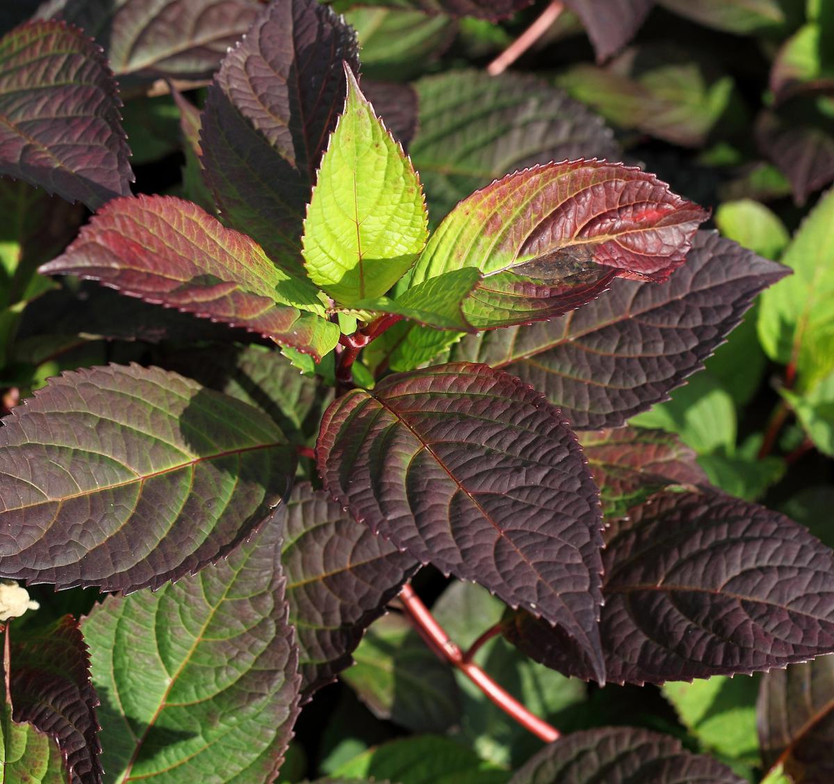 Hydrangea 'Preziosa' 30-40 cm