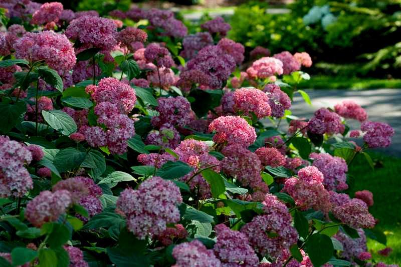 Hydrangea 'Preziosa' 30-40 cm