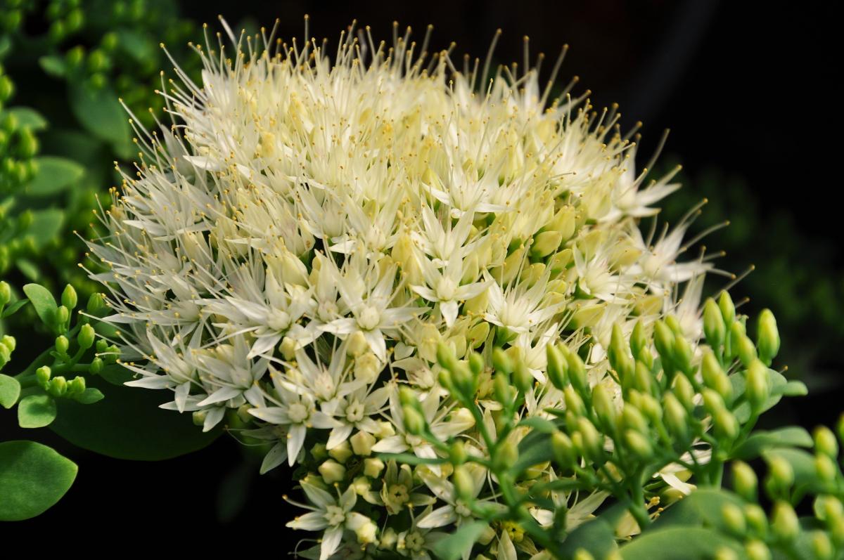 Hylotelephium spectabile 'Stardust' (was Sedum)