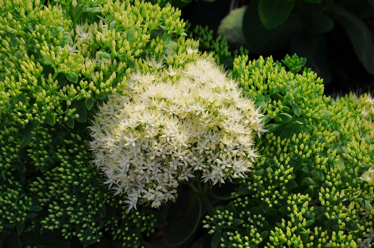 Hylotelephium spectabile 'Stardust' (was Sedum) ---